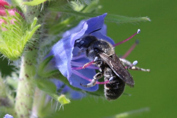 Glänzende Natterkopf-Mauerbiene, Osmia adunca